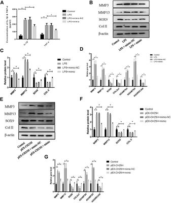 MicroRNA-10a-3p Improves Cartilage Degeneration by Regulating CH25H-CYP7B1-RORα Mediated Cholesterol Metabolism in Knee Osteoarthritis Rats